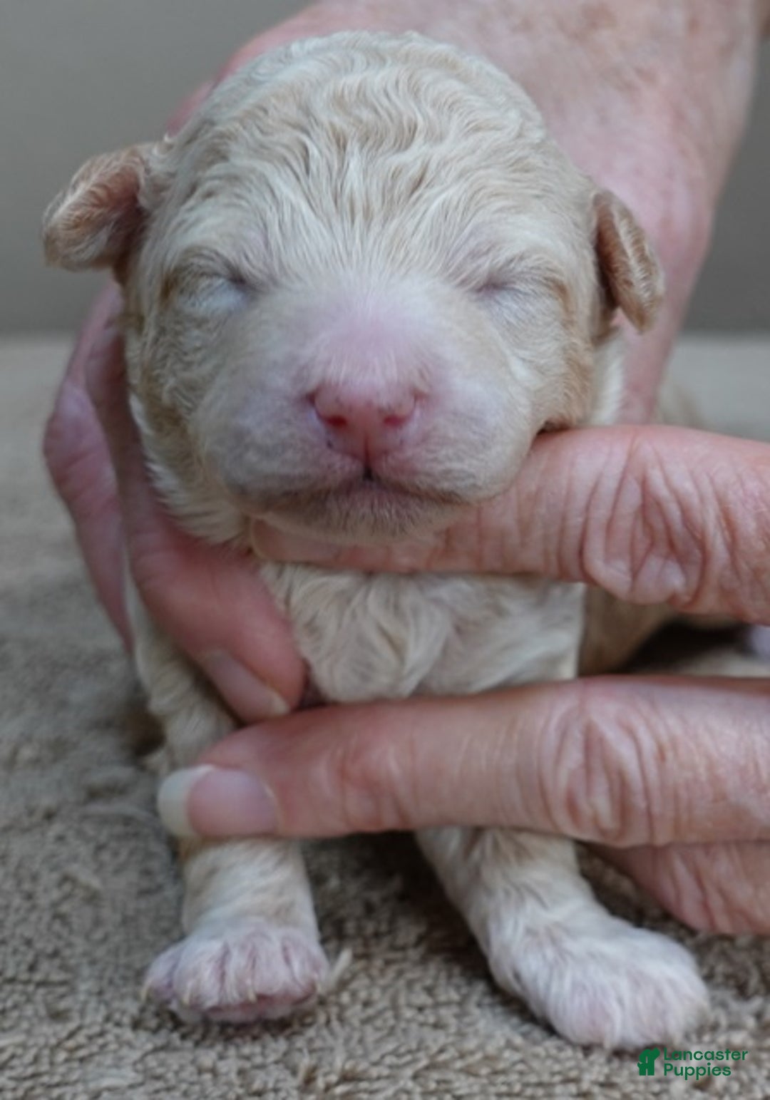 Toy Poodle dogs for sale: Toy Poodle Puppy 1 - Ad 7