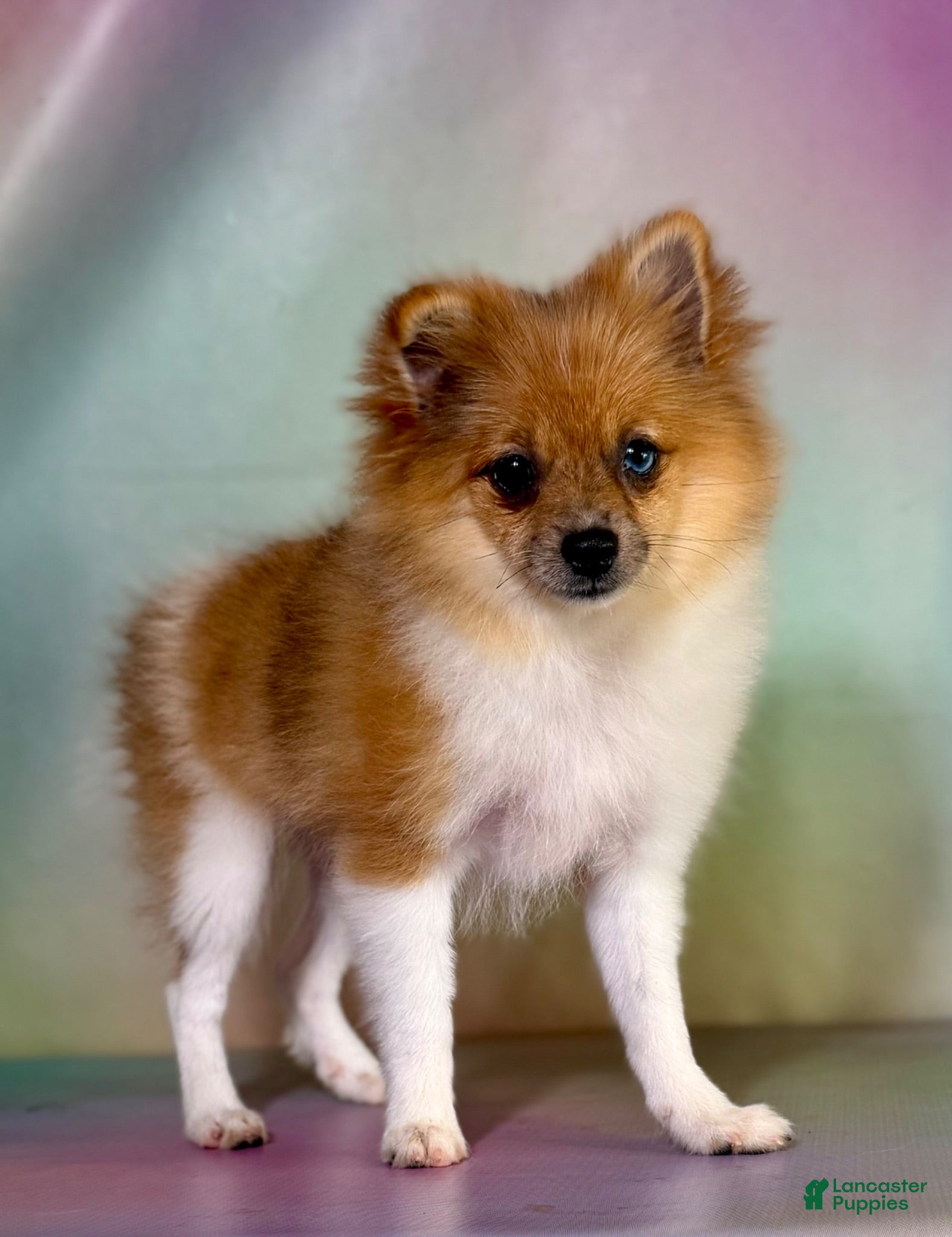 Pomeranian dogs ACA speckles partial blue eye - Ad 1