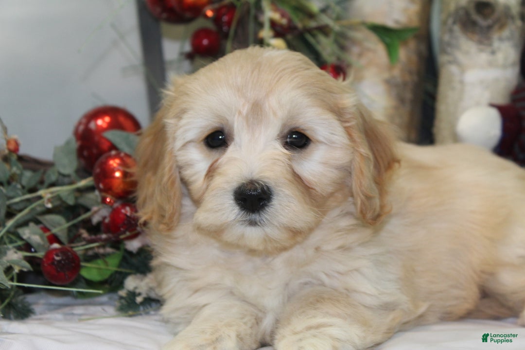 Cavachon dogs for sale: Ruby - Ad 10