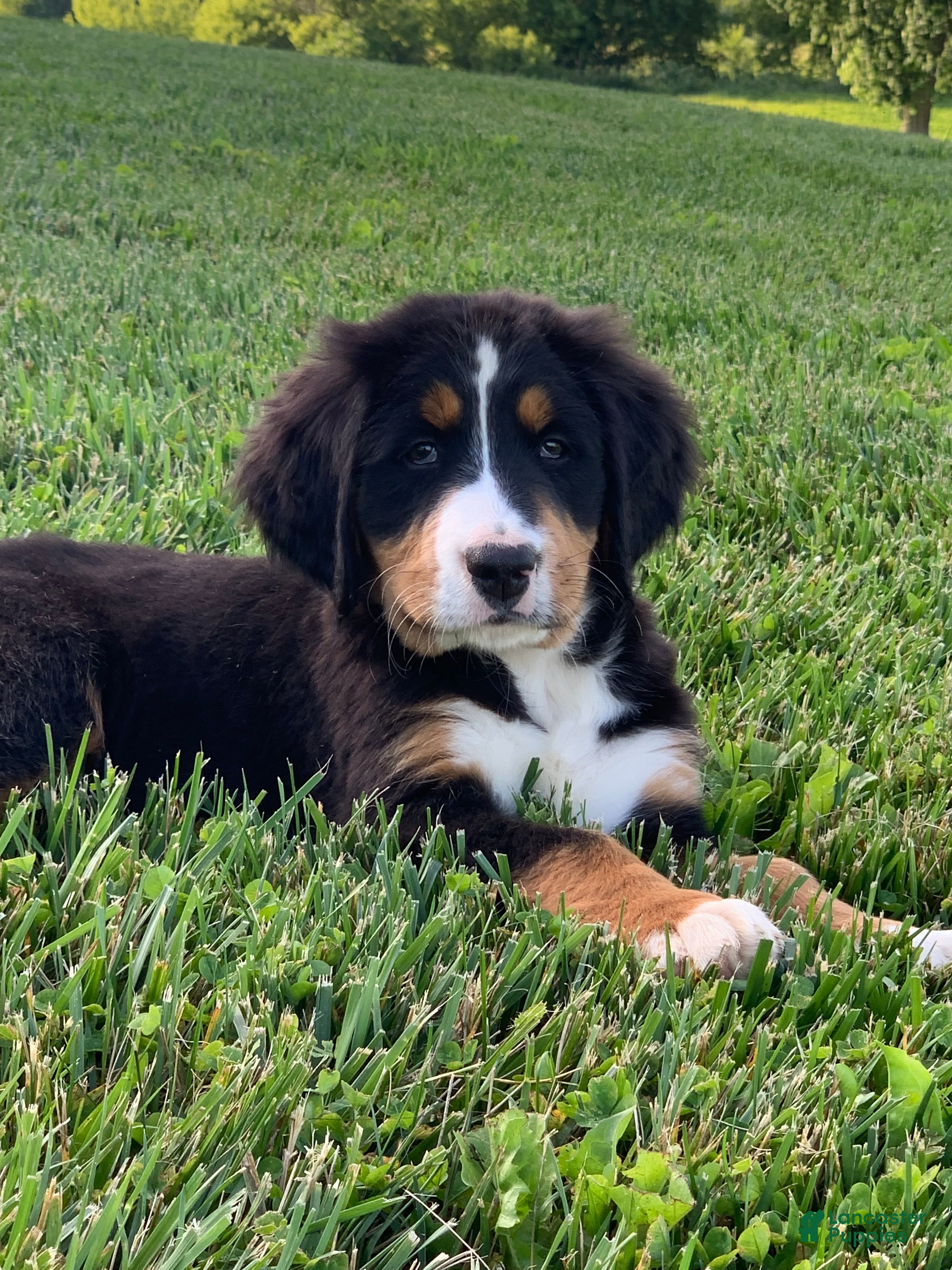 Bernese Mountain Dog dogs Pluto - Ad 2