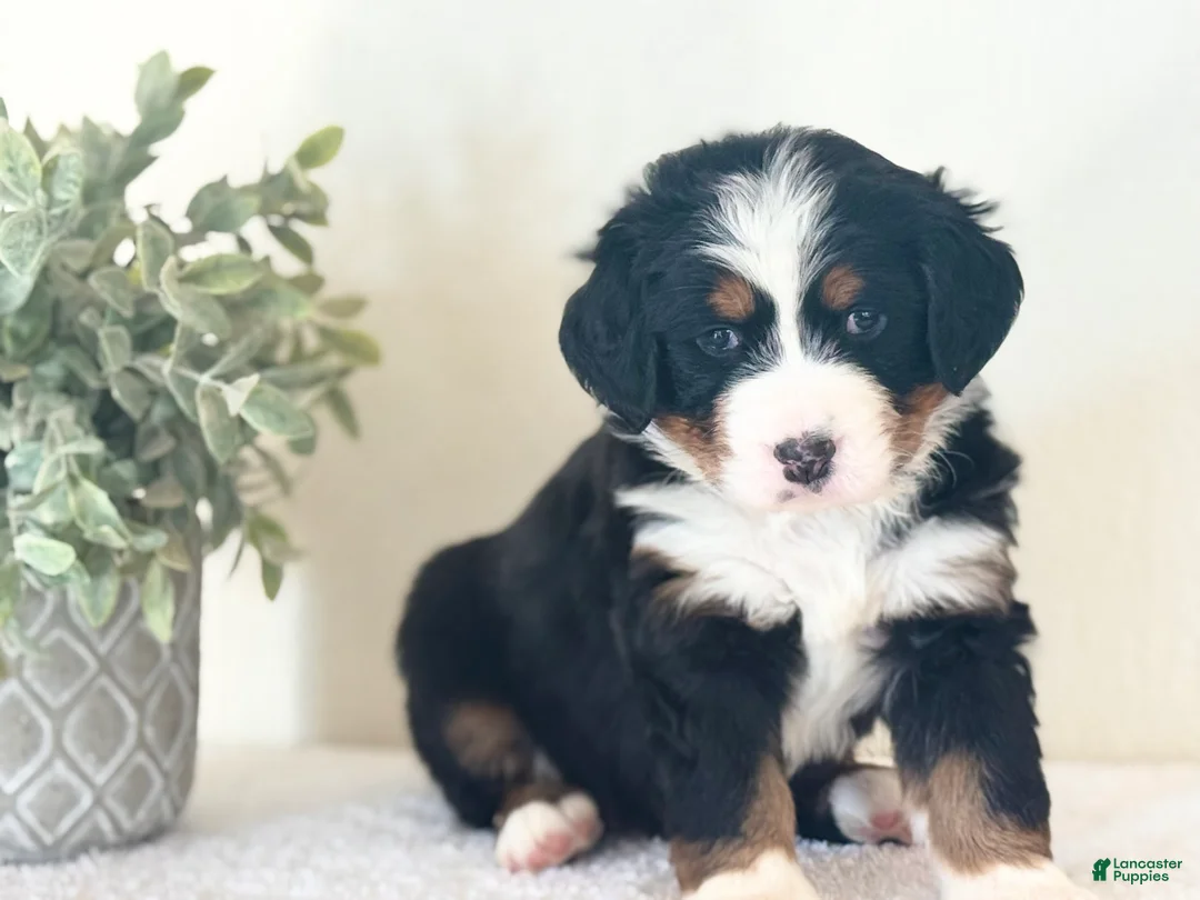 Bernese Mountain Dog dogs for sale: Bernese Mountain Dog Puppy 1 - Ad 1