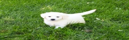 Golden Retriever dogs for sale: Birch  - Ad 4