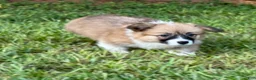 Welsh Corgi Pembroke dogs for sale: Fluffy Girl - Ad 9