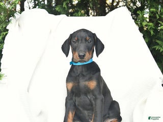 Doberman Pinscher dogs - Ad 15
