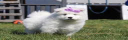 Samoyed dogs for sale: Aurora - Ad 1
