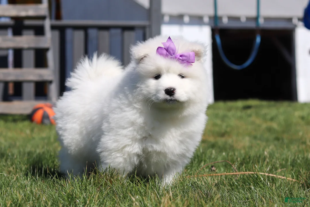 Samoyed dogs for sale: Aurora - Ad 1