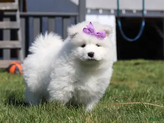 Samoyed dogs for sale: Aurora - Ad 3
