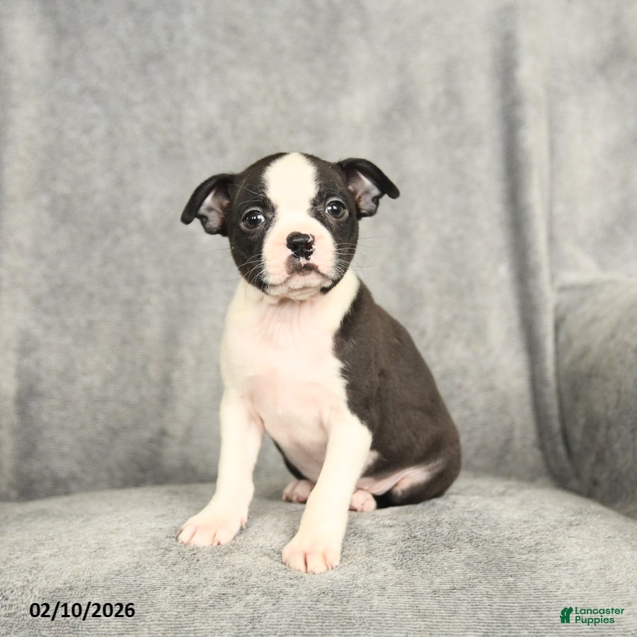 Boston Terrier dogs Bella   - Ad 2