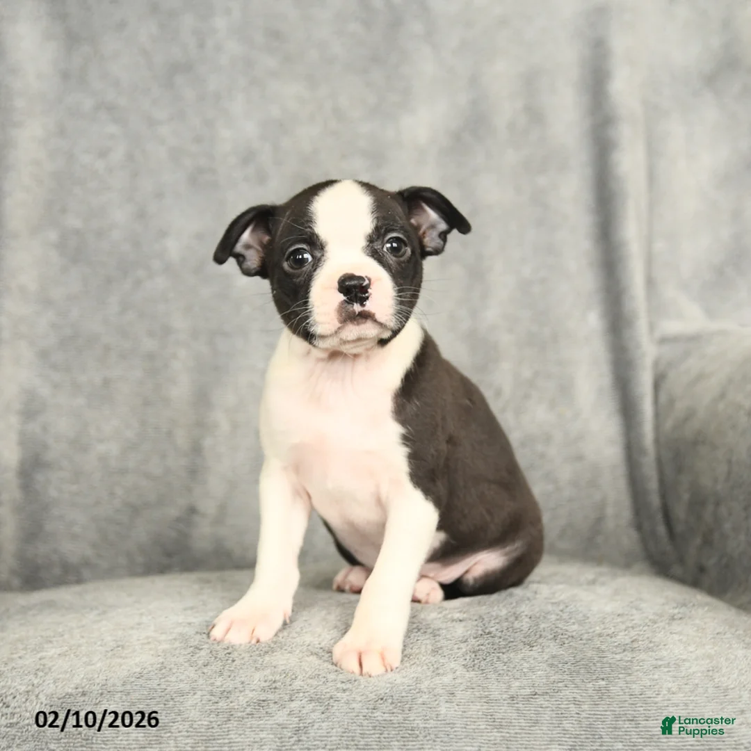Boston Terrier dogs for sale: Bella   - Ad 2