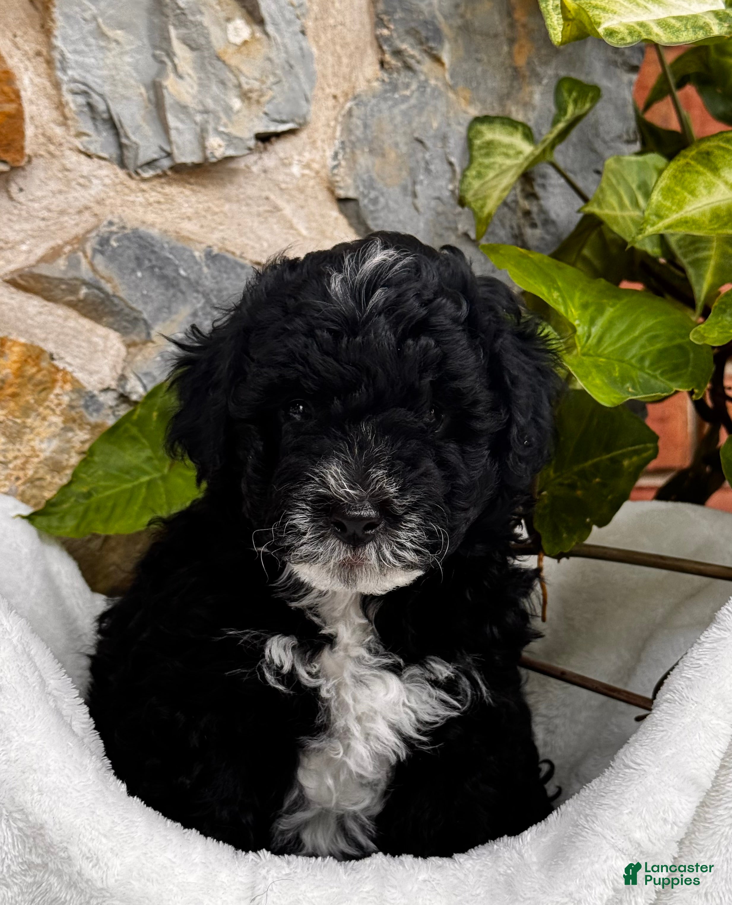 Mini Aussiedoodle dogs River 🐾 - Ad 2