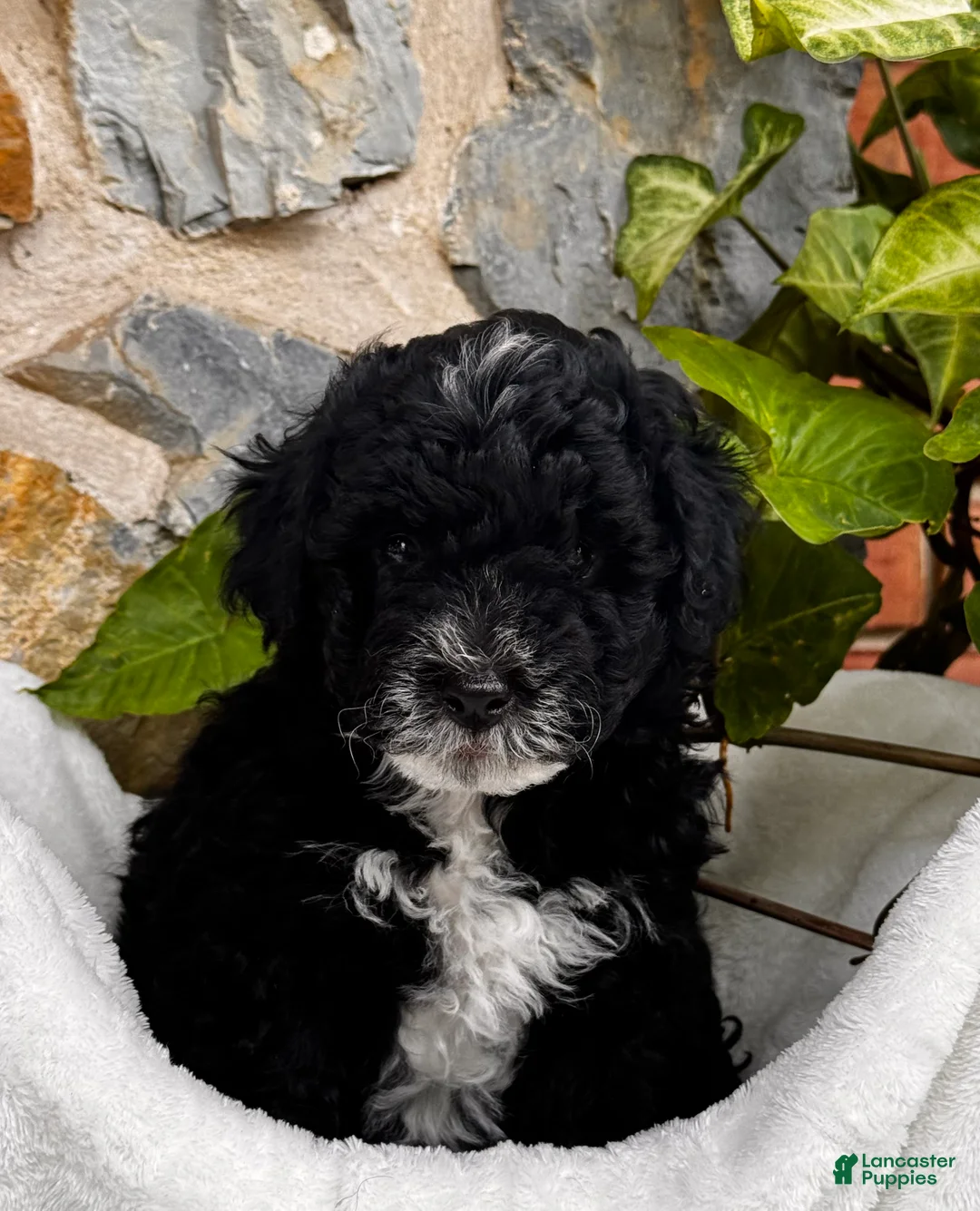 Mini Aussiedoodle dogs for sale: River 🐾 - Ad 2