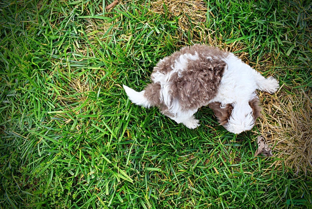 Havapoo dogs for sale: Nabisco - Ad 12