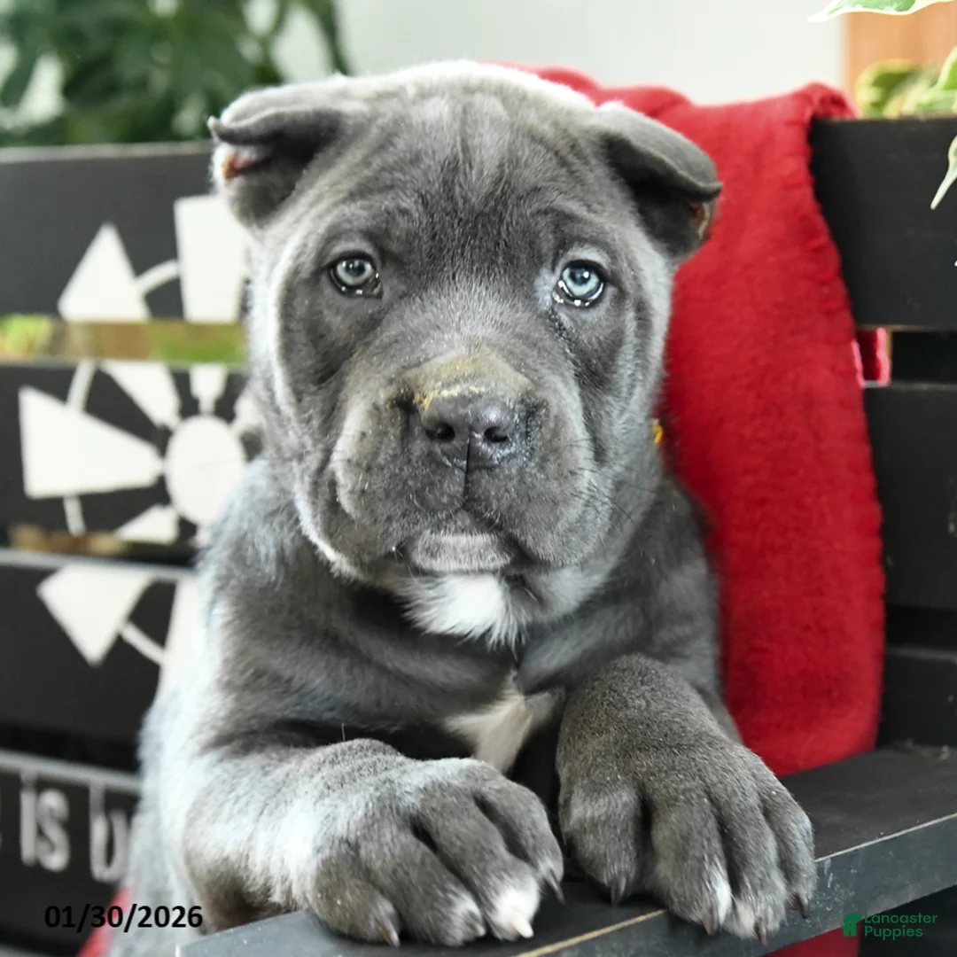 Cane Corso dogs for sale: Bruno - Ad 5