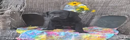 Labrador Retriever dogs for sale: Kathy - Ad 1