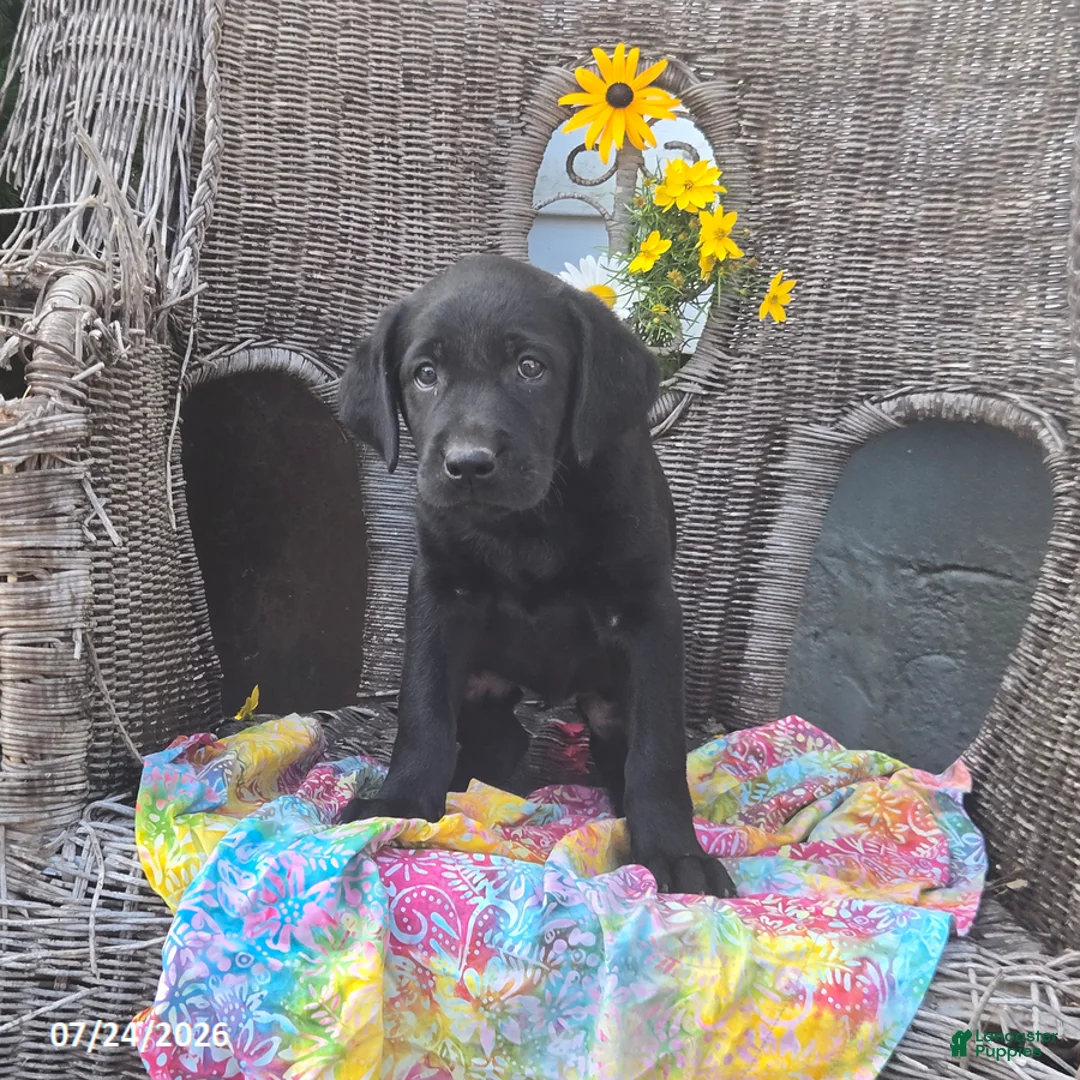 Labrador Retriever dogs for sale: Kathy - Ad 1