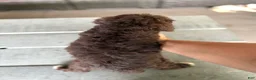 Miniature Poodle dogs for sale: Mars  - Ad 3
