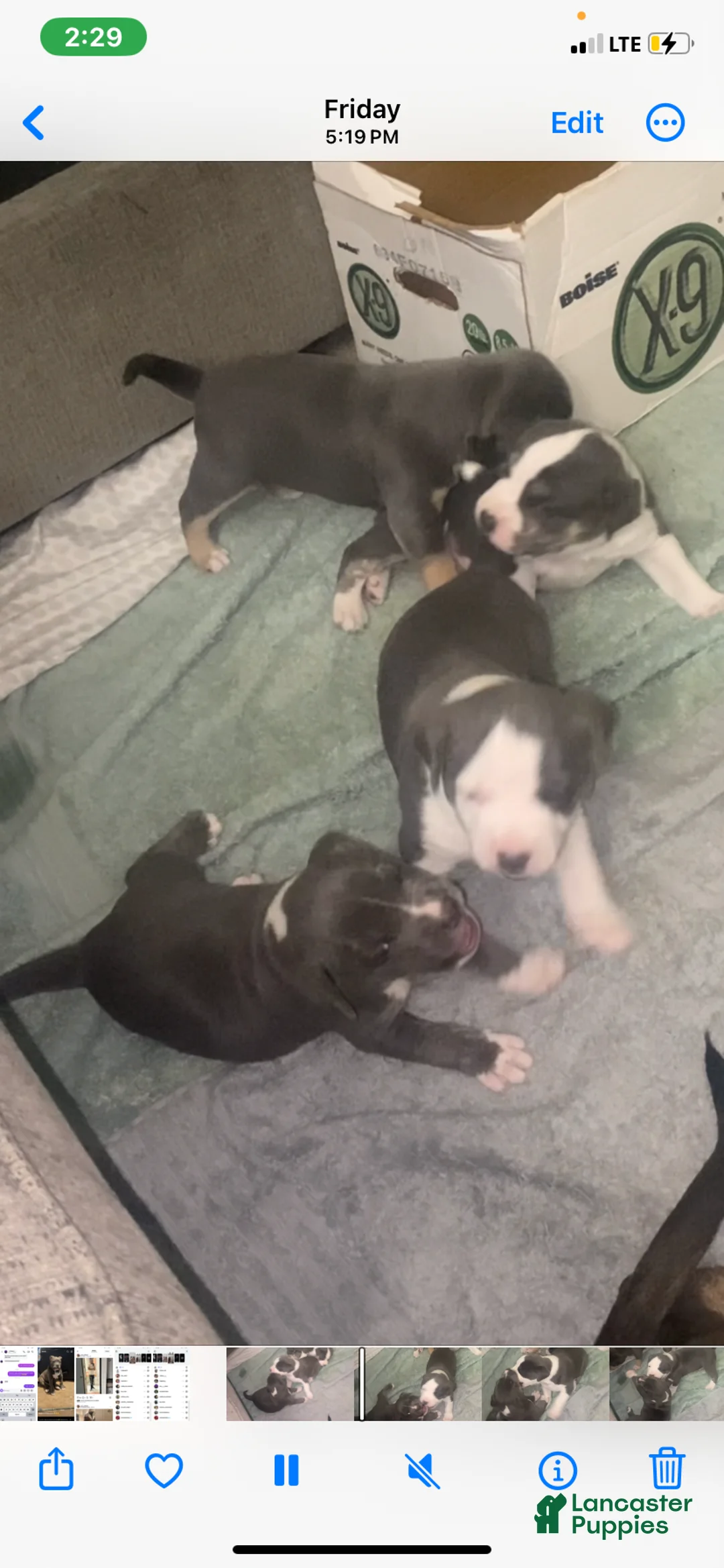 American Pit Bull Terrier dogs for sale: American Pit Bull Terrier Puppy 2 - Ad 2