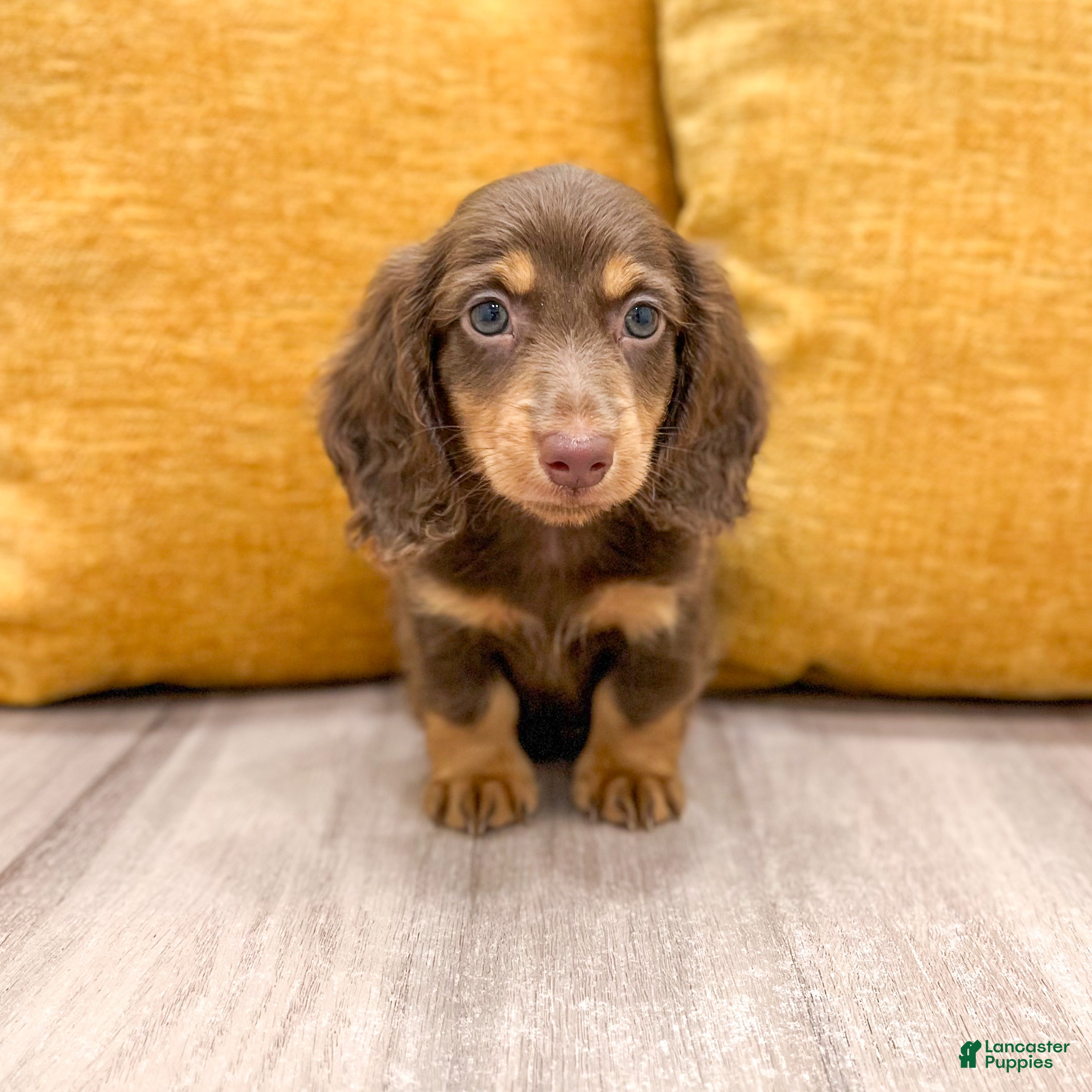 Miniature Dachshund dogs Mocha - Ad 1