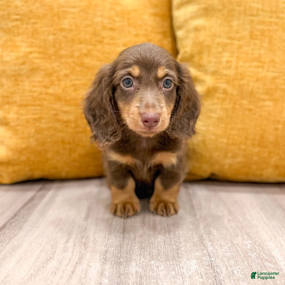 Miniature Dachshund dogs for sale: Mocha - Ad 1