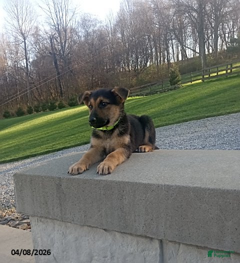 German Shepherd dogs Sandy - Ad 2