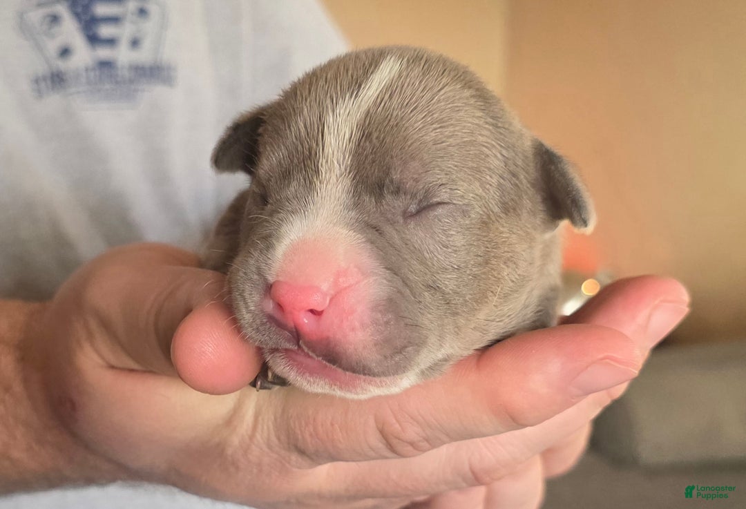 American Bully dogs for sale: Shadow - Ad 4