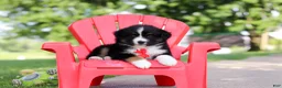 Miniature Australian Shepherd dogs for sale: Roamer - Ad 10