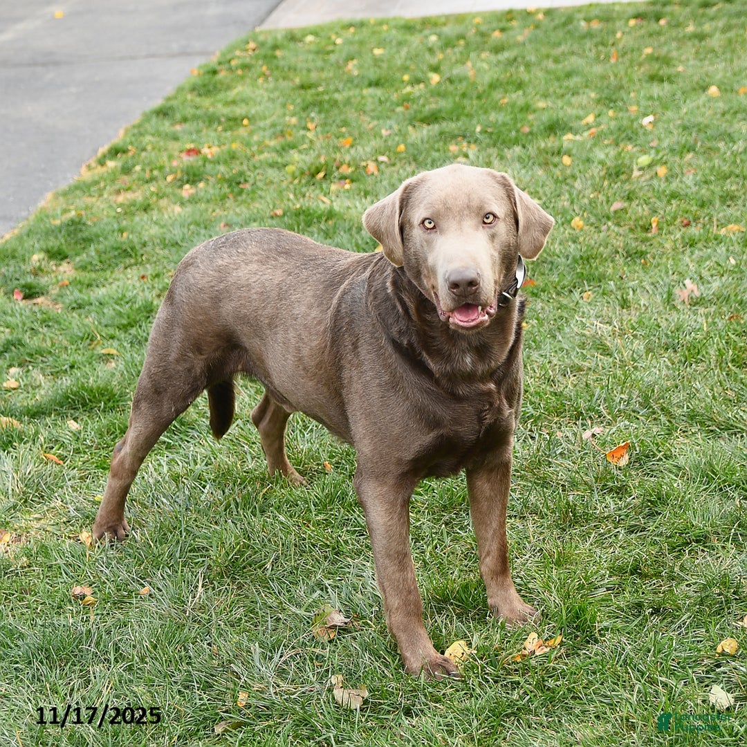 Labrador Retriever dogs for sale: Walker - Ad 2