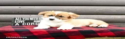 Welsh Corgi Pembroke dogs for sale: Millie - Ad 2