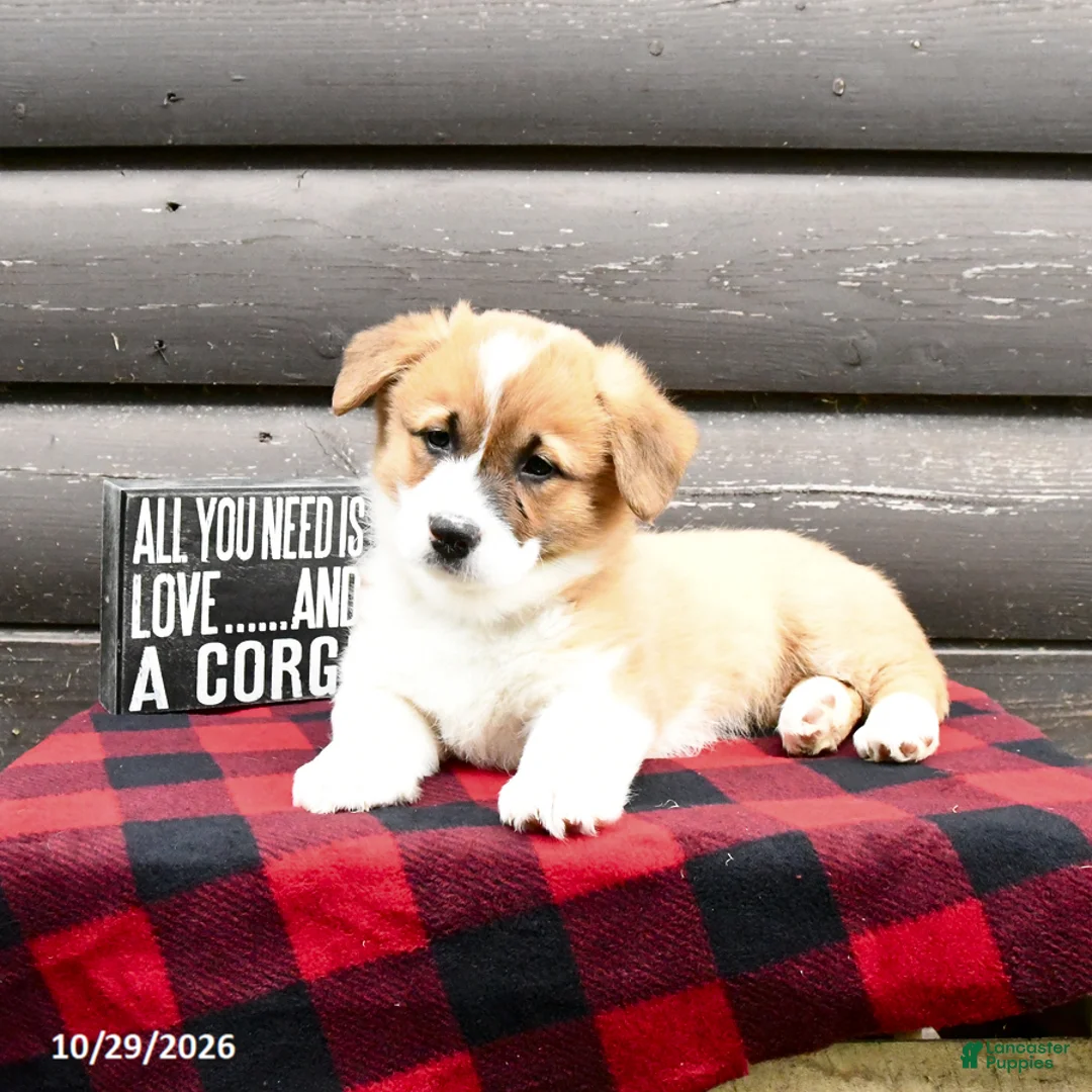 Welsh Corgi Pembroke dogs for sale: Millie - Ad 2