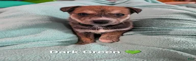 Dark Green collar 