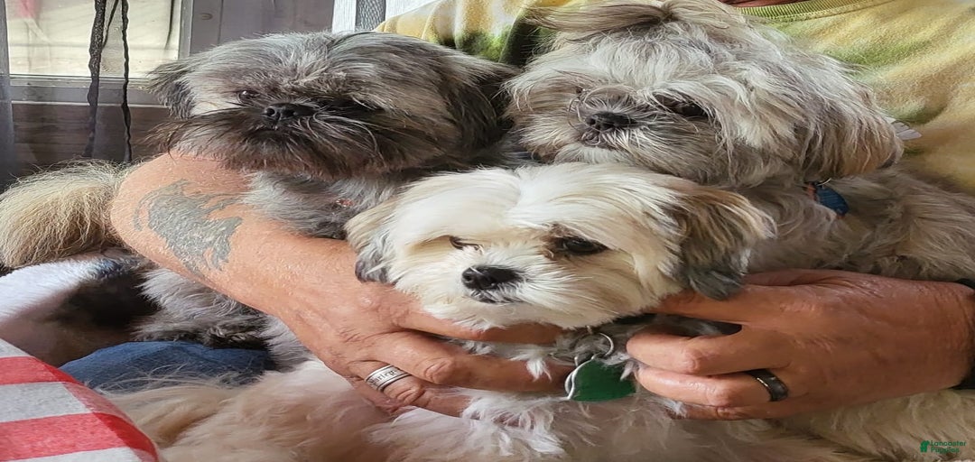 Gallery Image {{count}}