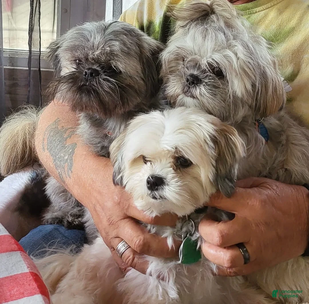 Gallery Image {{count}}