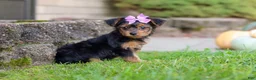 Yorkiepoo dogs for sale: Poppy - Ad 10