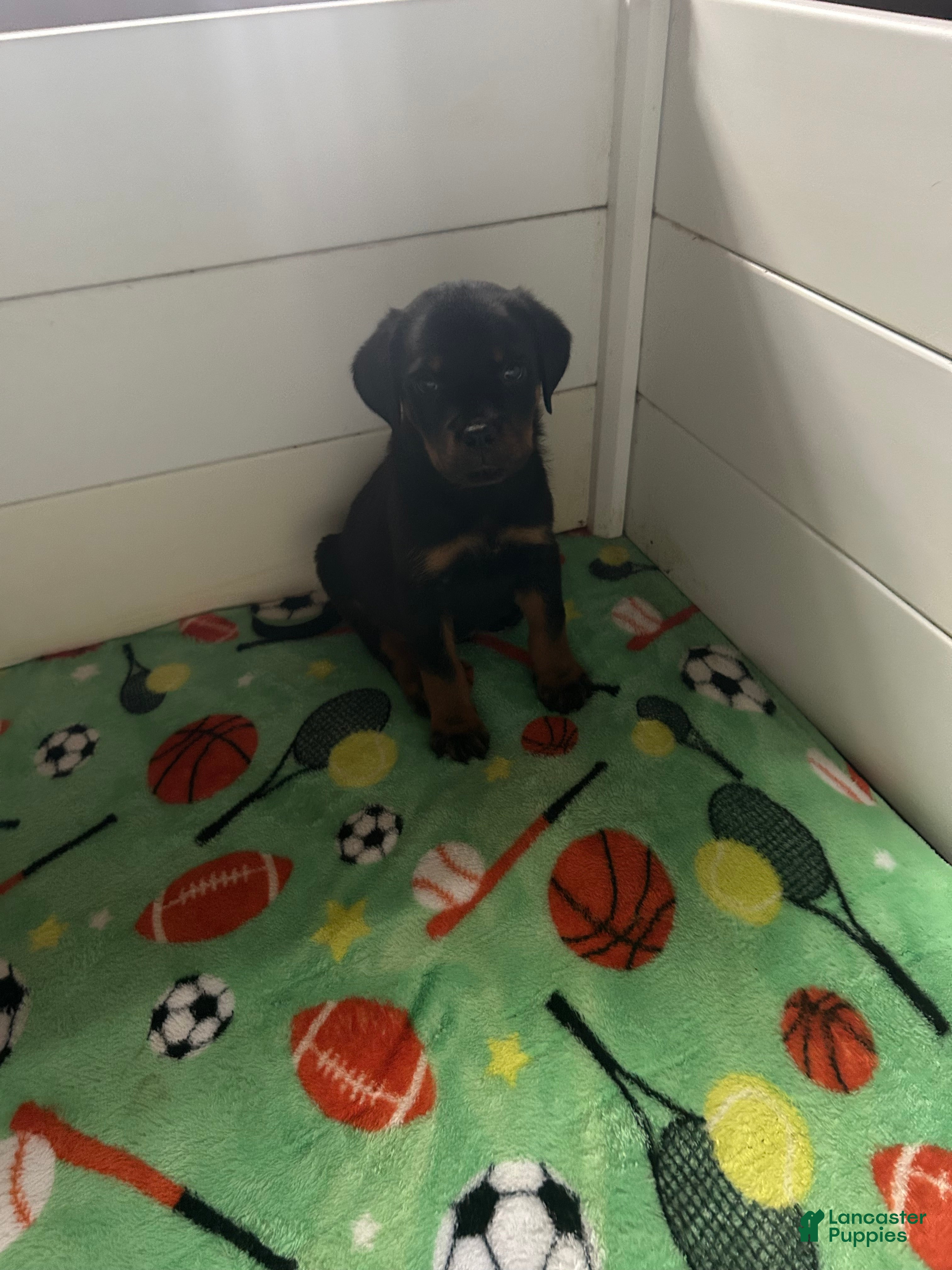 Rottweiler dogs Rottweiler Puppy 7 - Ad 21