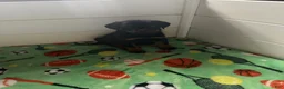 Rottweiler dogs for sale: Rottweiler Puppy 7 - Ad 1