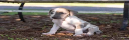 Great Dane dogs for sale: Athena - Ad 4