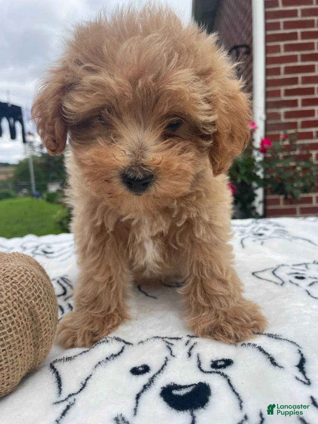 Yorkiepoo dogs for sale: Barbie - Ad 1
