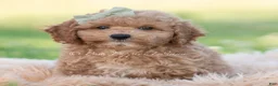 Mini Goldendoodle dogs for sale: ozzy - Ad 6