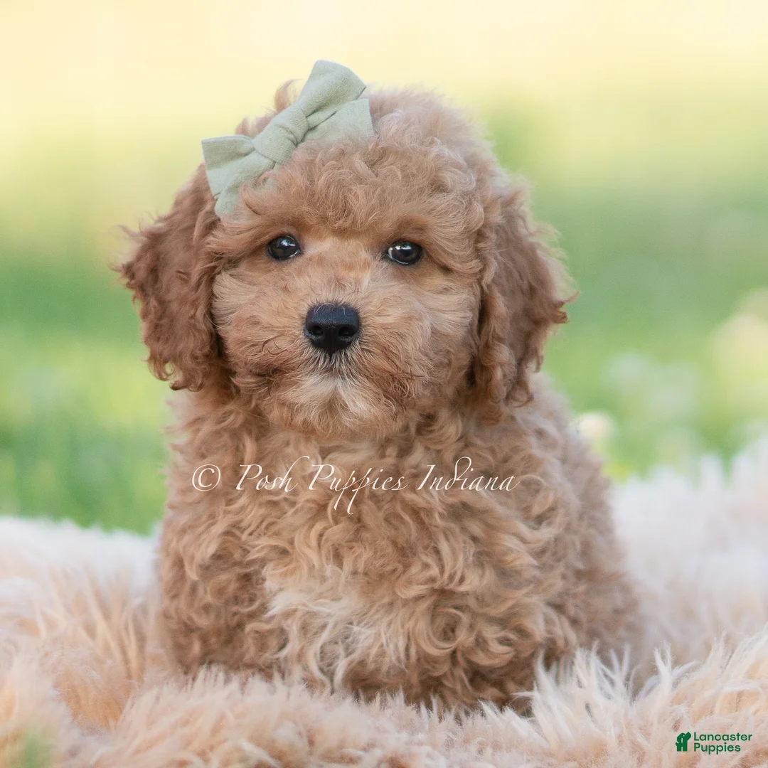 Mini Goldendoodle dogs for sale: ozzy - Ad 6