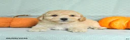 Maltipoo dogs for sale: Tanner - Ad 3