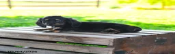 Miniature Dachshund dogs for sale: Shayla - Ad 3
