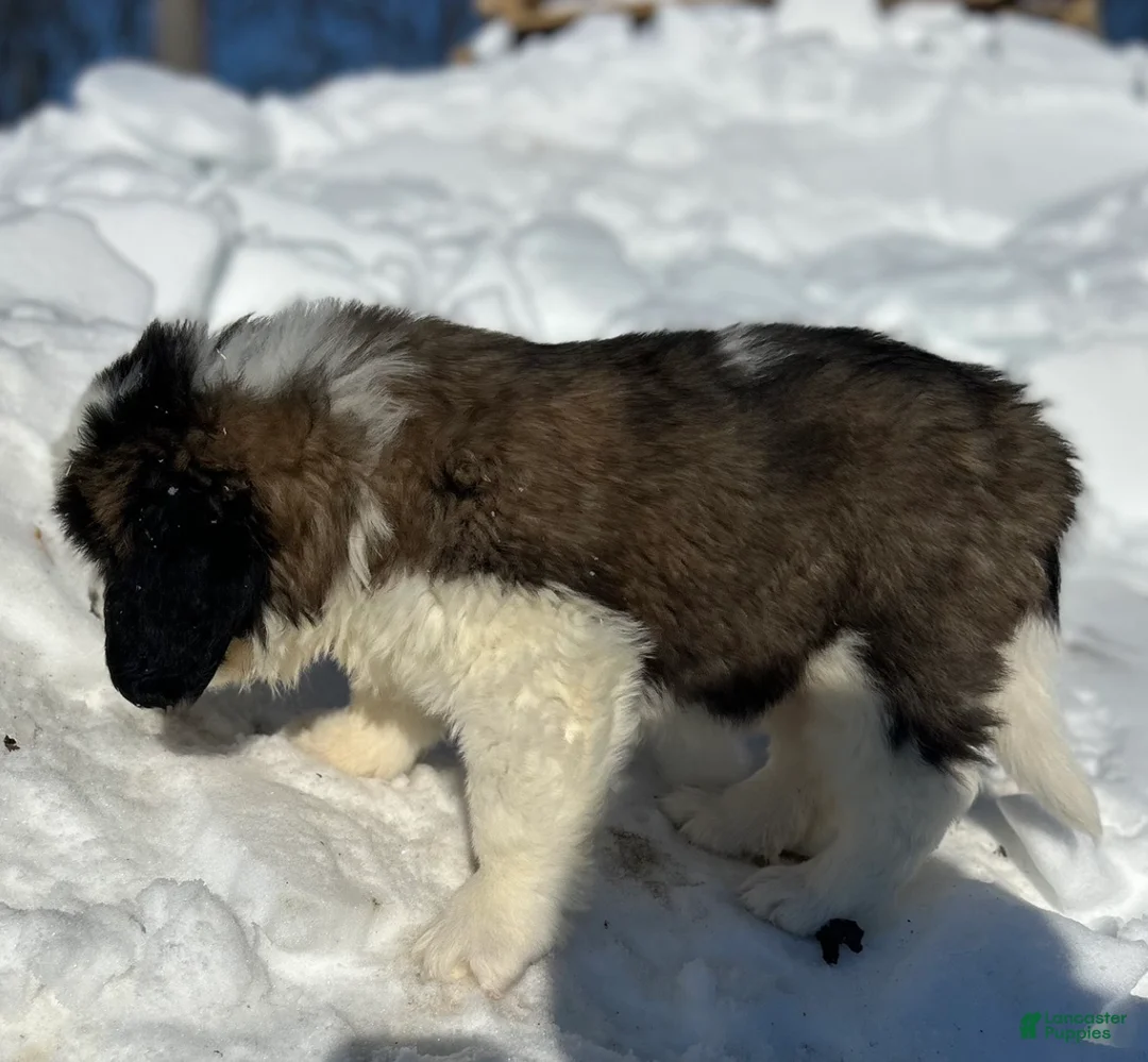 Saint Bernard dogs for sale: Bertha - Ad 3
