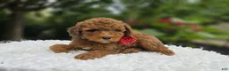 Miniature Poodle dogs for sale: Biff - Ad 4