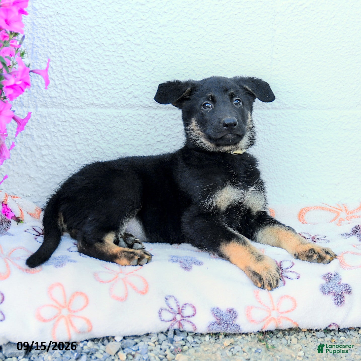German Shepherd dogs August - Ad 2
