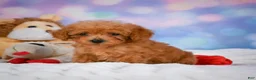 Cavapoo dogs for sale: Dash - Ad 10