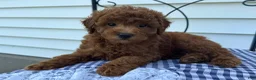 Miniature Poodle dogs for sale: Theo - Ad 1