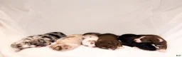Australian Shepherd dogs for sale: Crew - Ad 6
