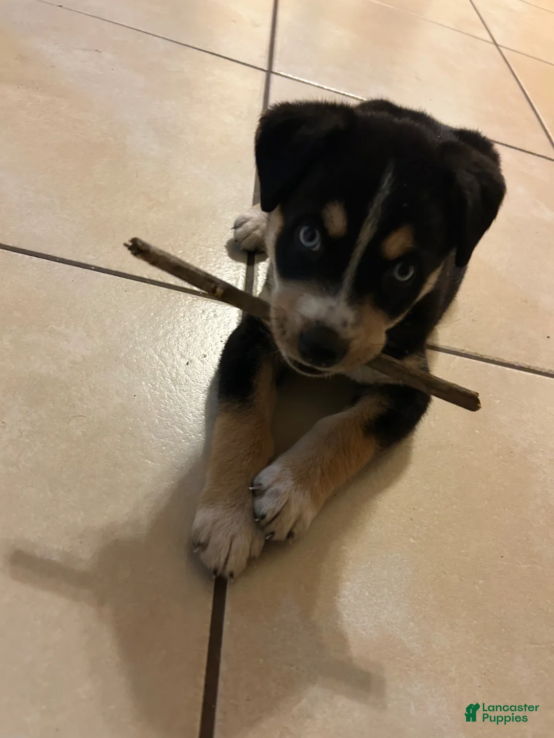 Mixed Breed dogs for sale: Mixed Breed Puppy 1 - Ad 1