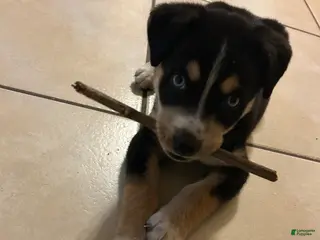 Mixed Breed dogs Mixed Breed Puppy 1 - Ad 29