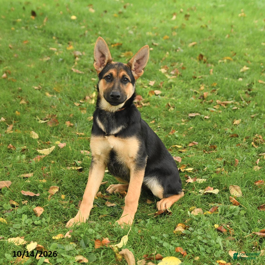 German Shepherd dogs Noelle - Ad 1